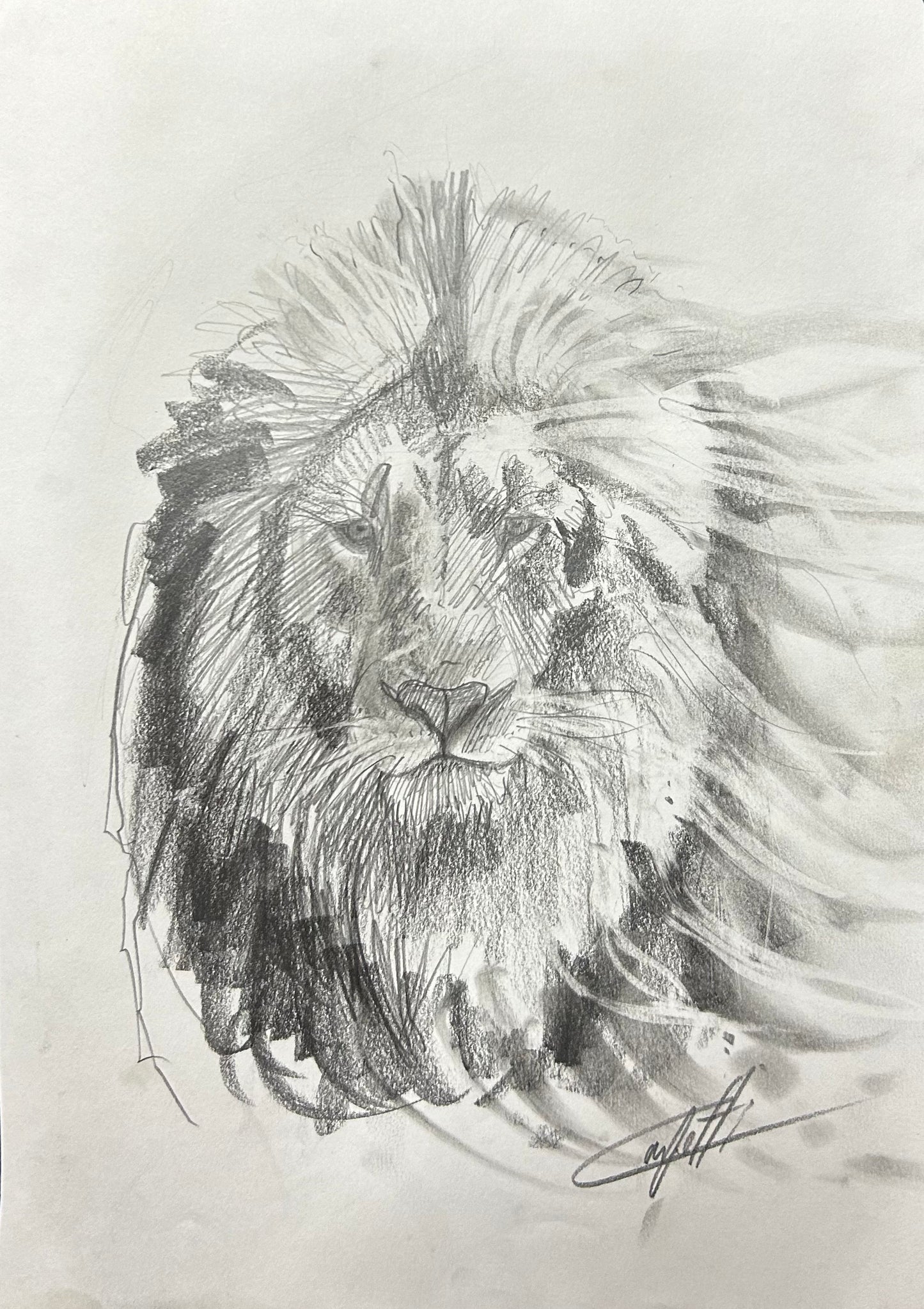 🔴Sketch with charcoal pencil, ''Luminous lion study'' by the artist Confetti