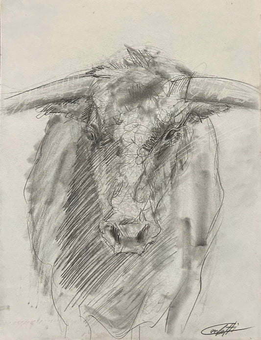 🔴Trattorio the bull sketch study by the artist Confetti in graphite pencil on paper