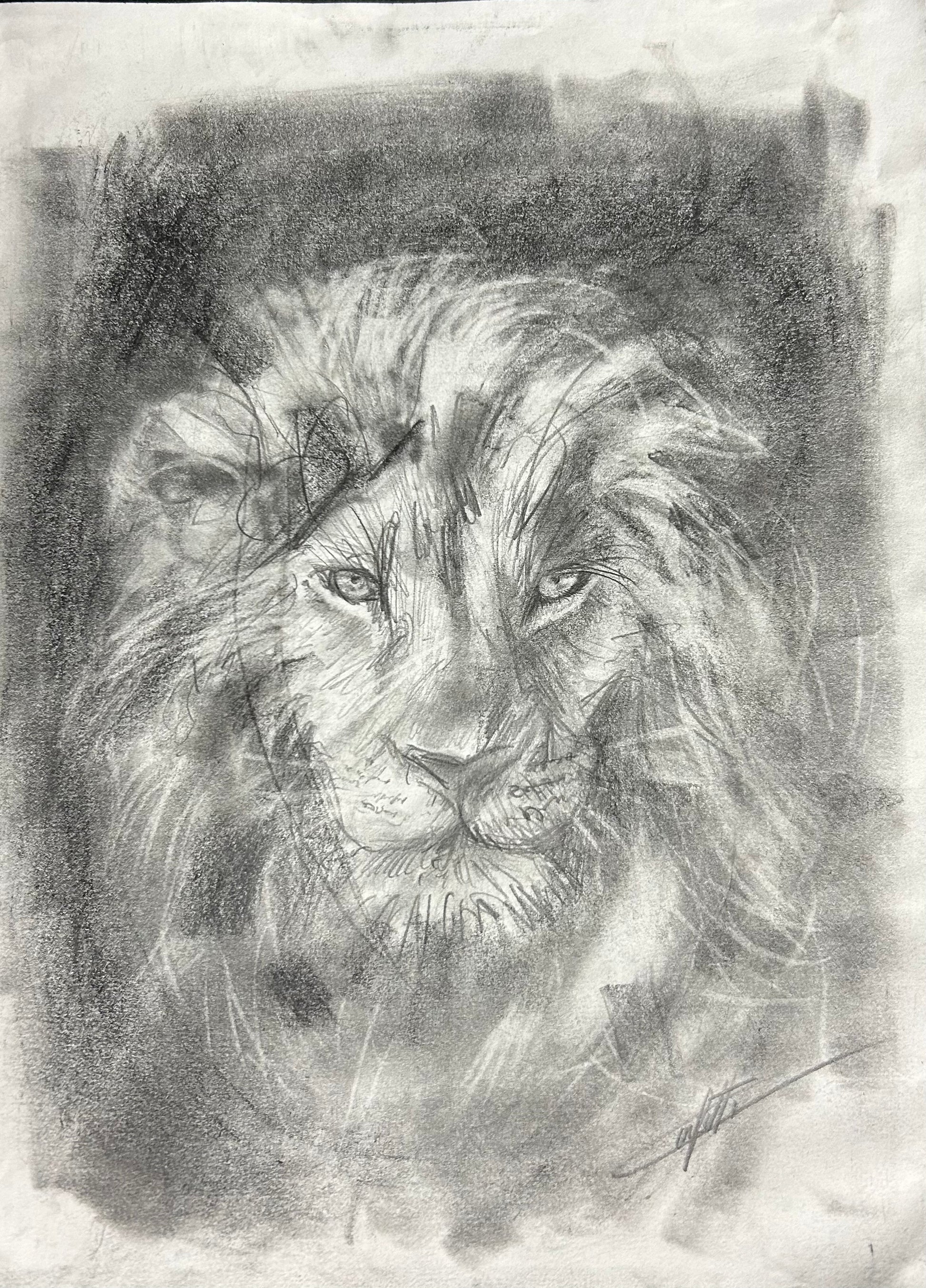 Confetti Artist: Animal sketch ''The vision of the lion'' sketching study of the artist Confetti in graphite pencil on paper